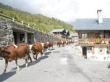 La transhumance