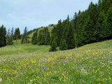 Les Alpages de Bisanne en fleurs