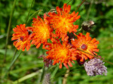 Epervière orangée