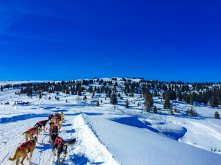 chiens de traineaux