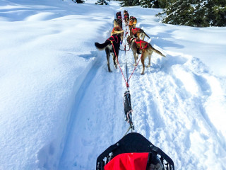 chiens de traineaux