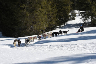 chiens de traineaux elsa