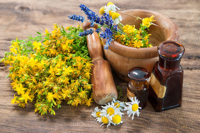 Rando plantes sauvages, comestibles et médicinales