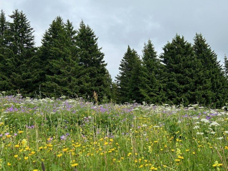 Prairie fleurie début juillet