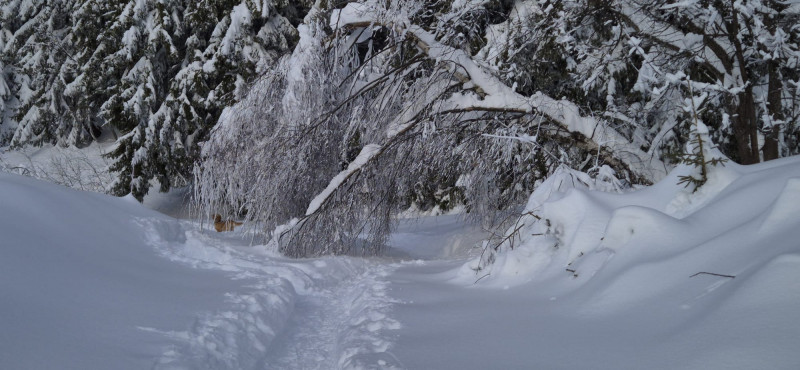 3 pièces 5 pers - Myrna C03 -Bisanne 1500_Bisanne 1500