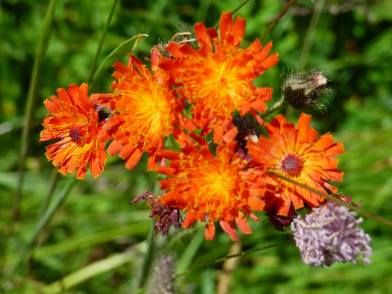 Epervière orangée - © Gîtes de France Epervière orangée