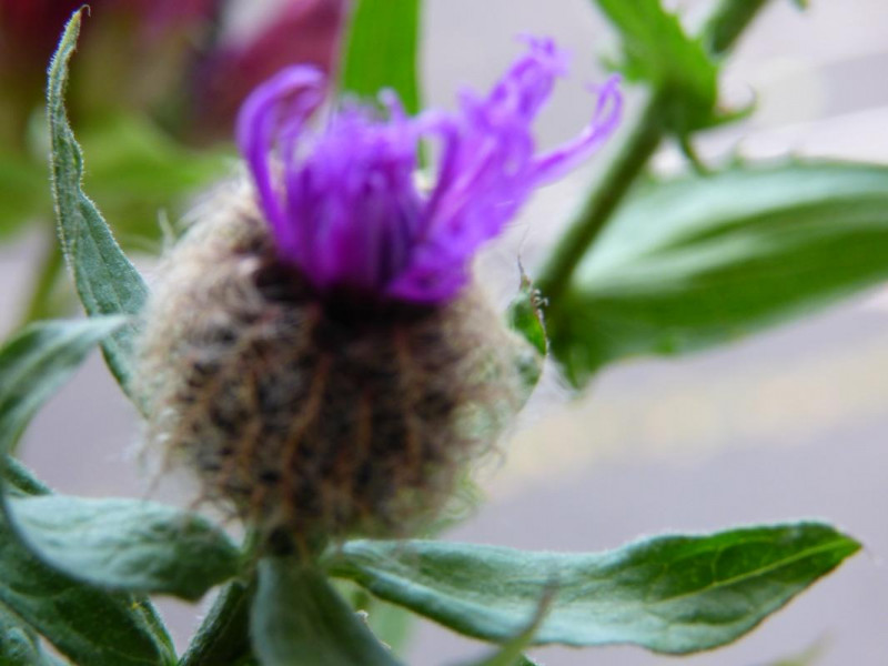 Centaurée nervée - © Gîtes de France Centaurée nervée