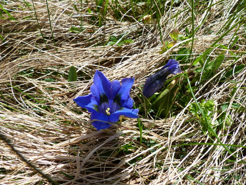 Gentiane - © Gîtes de France Gentiane