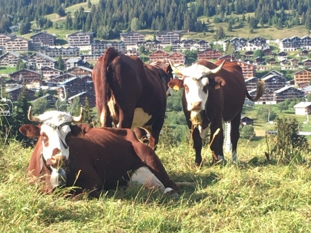 vaches abondances en alpage aux Saisies
