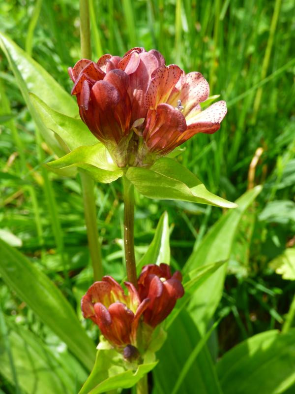 Gentiane pourpre